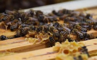 蜜蜂爬蜂病的種類和治療方法，包括蜜蜂螺原體病、蜜蜂孢子蟲病等類型