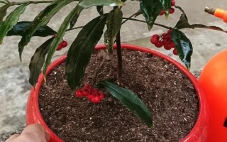 朱砂根的養(yǎng)殖方法，喜歡濕潤(rùn)或半燥的氣候環(huán)境