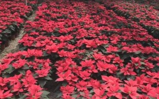 一品紅能不能放室內(nèi)，不建議在室內(nèi)養(yǎng)殖