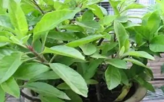 明日葉怎么栽培，經(jīng)過燙種、浸泡、催芽后再播種