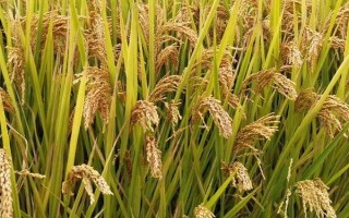 成優(yōu)981水稻種子介紹，全生育期為156.7天