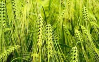 冬黑1608小麥種簡(jiǎn)介，生育期228天