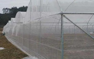 棚室更茬換季要注意什么，為圖省事將殘株雜草翻入地中容易引發(fā)病蟲害