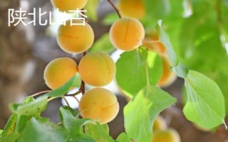 陜西省榆林市的特色水果，包括清澗紅棗和陜北山杏等種類
