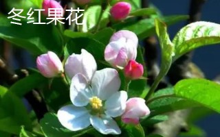 貴人果和冬紅果有什么區(qū)別，葉片、花朵和果實(shí)均不同