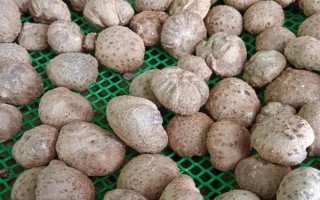 魔芋的用處，可醫(yī)用也可食用