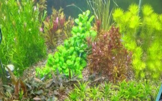 缸里有魚后如何種植水草，首先選擇生長健康、沒有遭受病蟲害的水草
