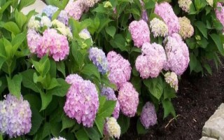新老枝開(kāi)花的繡球種類(lèi)，常見(jiàn)的有無(wú)盡夏、佳澄等
