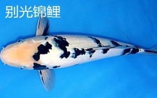 錦鯉的品種，不同品種的體色不同