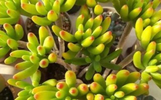 八千代的養(yǎng)殖方法，生長期間每個月追施一次肥料