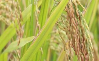 隆兩優(yōu)150水稻品種簡(jiǎn)介，晚造平均全生育期115天