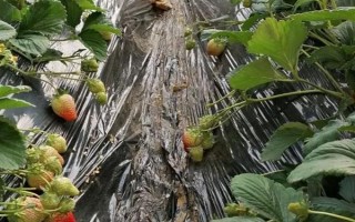 哪些因素會(huì)影響草莓膨大，主要有種子、溫度、光照等5個(gè)原因