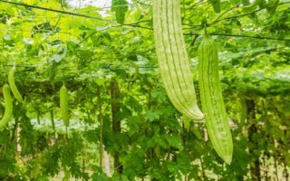 苦瓜的種植時間，南方在1-3月露天種植