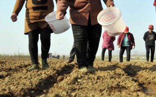 西山70玉米種子簡介，低山區(qū)3月中下旬播種