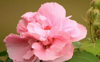 芙蓉花只剩根部還能活么，只要養(yǎng)護(hù)得當(dāng)便能活