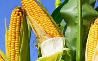 云甜玉12號玉米種子特征特性，種植密度在3300株左右為宜