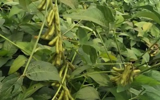 中黃75大豆種子介紹，對兩個(gè)株系均表現(xiàn)為中抗