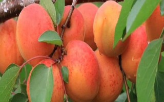紅金榛杏簡(jiǎn)介，具有長(zhǎng)勢(shì)健壯，早產(chǎn)豐產(chǎn)等特點(diǎn)