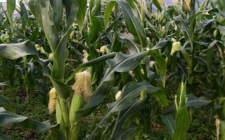 農(nóng)華206玉米種子特征特性，出苗至成熟126天