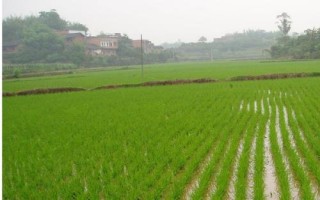 恒豐優(yōu)金絲苗水稻種子特點(diǎn)，6月20日前播種