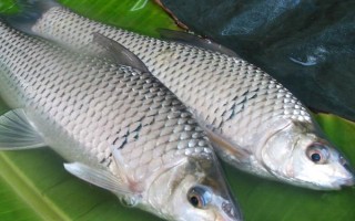 鯪魚有什么食性，屬于雜食性動物、魚苗以浮游動物為食