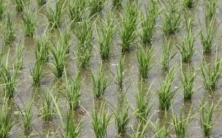 中香絲苗水稻種子特征特性，播種前宜用咪鮮胺浸種