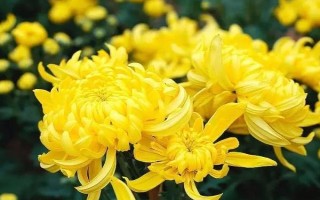 菊花屬于喜陰還是喜陽(yáng)植物，需要養(yǎng)在光線較好的環(huán)境中