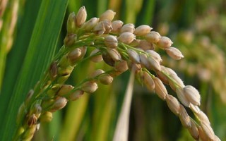 當(dāng)粳8號(hào)水稻種子介紹，全生育期153天左右