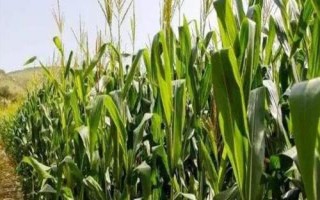 HS533玉米種簡介，注意防治玉米螟及其他病蟲害