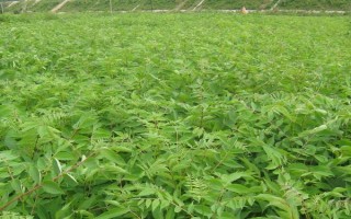 關(guān)黃柏的種植時間，一般為2-4月份