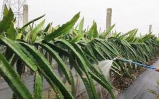 火龍果出現(xiàn)根腐病的原因，過度澆水或受到機(jī)械損傷均容易發(fā)病