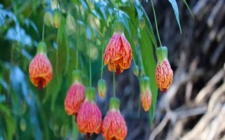 盆栽網(wǎng)紋懸鈴花的方法，在春秋季節(jié)栽種為佳