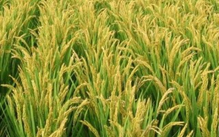 野香優(yōu)2998水稻種子特點，北部地區(qū)2月中旬前播種