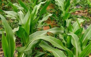 桂單239玉米種子特征特性，該品種持綠性好