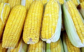 豐華17玉米種子特點，4月下旬至5月上旬播種