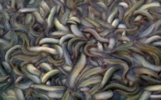 怎么快速培育泥鰍苗種，投放前要蓄水施肥、放苗后要提供充足的食物
