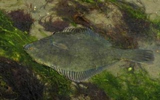 比目魚可以養(yǎng)殖嗎，內(nèi)陸地區(qū)是很難養(yǎng)殖成功