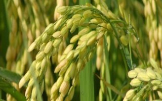 金穗源5號(hào)水稻種子特征特性，在適應(yīng)區(qū)播種期4月12日