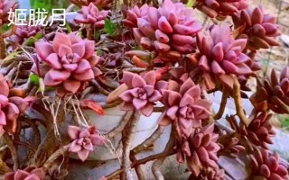 姬朧月和朧月有什么區(qū)別，前者是草本植物、后者是常綠灌木