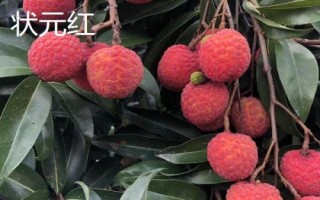 品質(zhì)好的荔枝苗品種，三月紅、妃子笑、狀元紅等品種均是適宜選擇