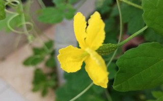 種植苦瓜的時間和方法，北方地區(qū)3-4月份可在棚內(nèi)育苗、長江流域在3月份播種