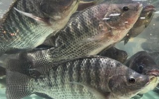 羅非魚的價格，因規(guī)格、地區(qū)等條件而異