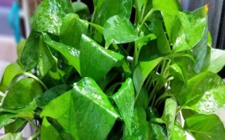 綠蘿葉子發(fā)黑怎么辦，光線強的時候需要適當遮陰