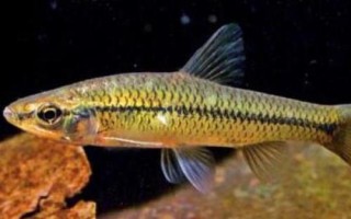 麥穗魚(yú)的種類(lèi)，部分品種已被列入保護(hù)名錄