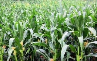DY918玉米品種的特性，全生育期100天左右