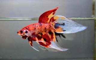 馬尾斗魚如何鑒別公母，公魚的魚鰭較大且長、母魚的魚鰭較短小