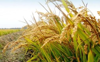 富糯6號水稻品種簡介，全生育期140.9天