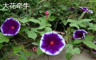 牽牛花的簡介，屬于一年生纏繞草本植物