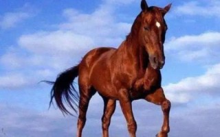 汗血寶馬介紹，其祖先是生長在戈壁地帶的野馬