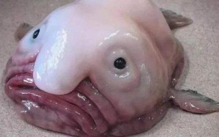 水滴魚能不能吃，本身并不適合食用